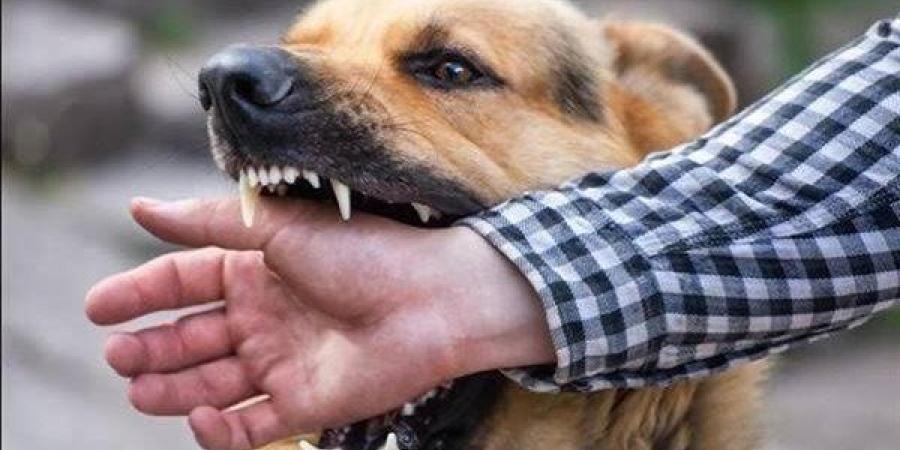 تفسير حلم عضة الكلب في المنام وعلاقته بكثرة الحاقدين