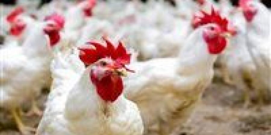 سعر الدواجن اليوم الأحد 27 سبتمبر في الأسواق